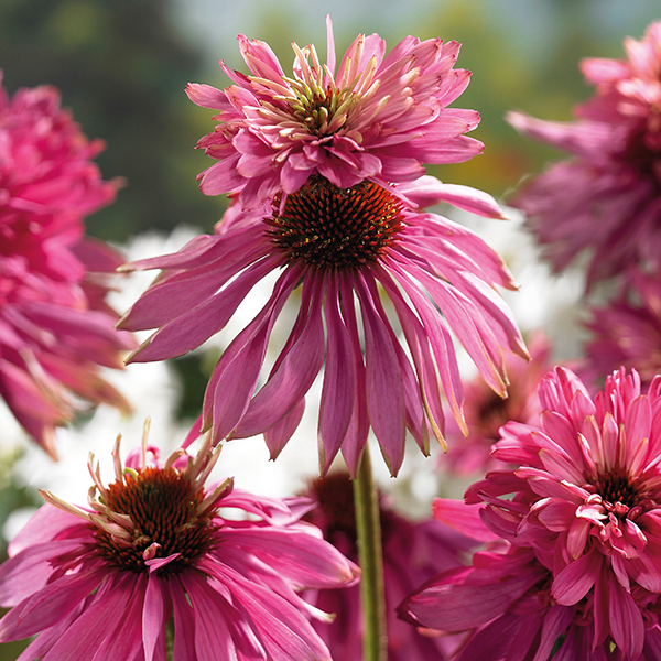 Echinacea purpurea 'Doubledecker'